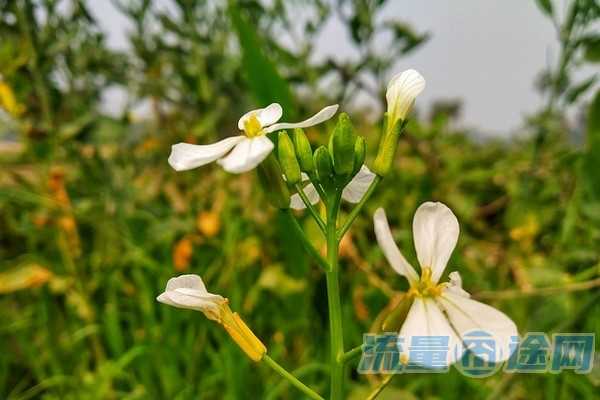 沃卡校园卡定向流量（联通沃校园卡可以改变套餐吗?）2